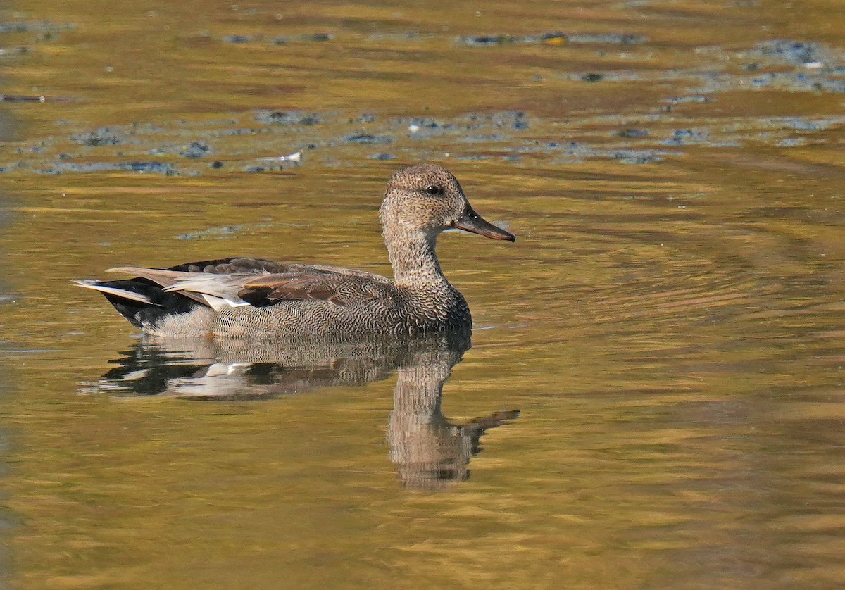kopřivka obecná - ML644746838