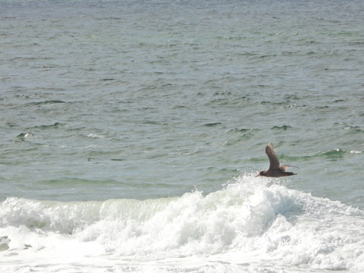 Southern Giant-Petrel - ML644746839
