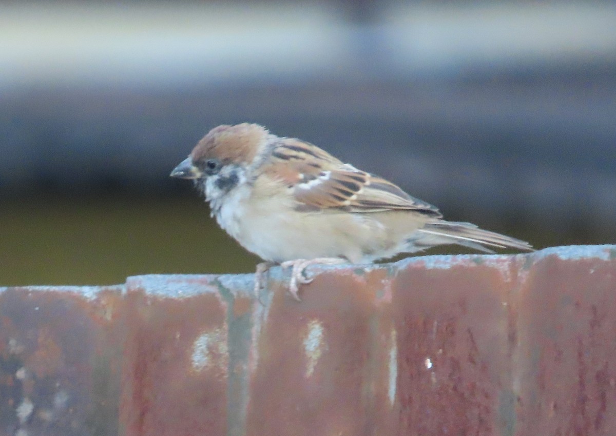 スズメ - ML644746841