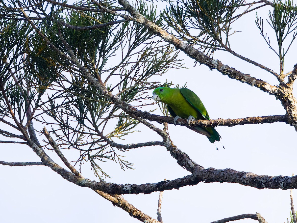 mada modrozelený - ML644746842