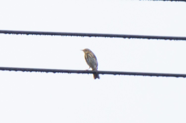 Olive-backed Pipit - ML644746846