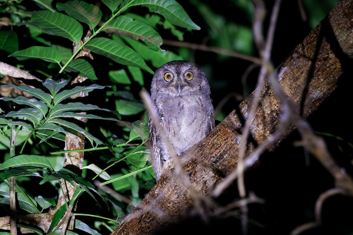 Moluccan Scops-Owl (Kalidupa) - ML644746849