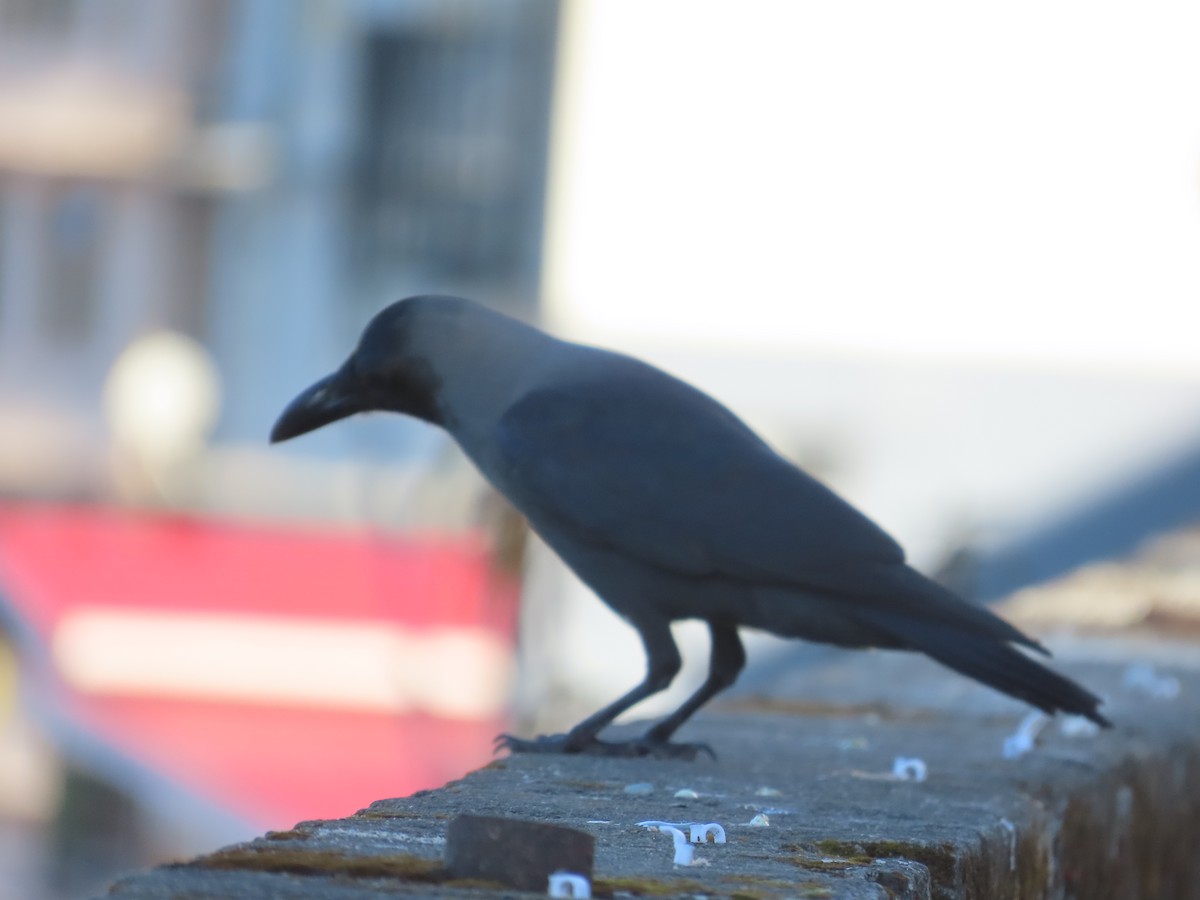 イエガラス - ML644746850