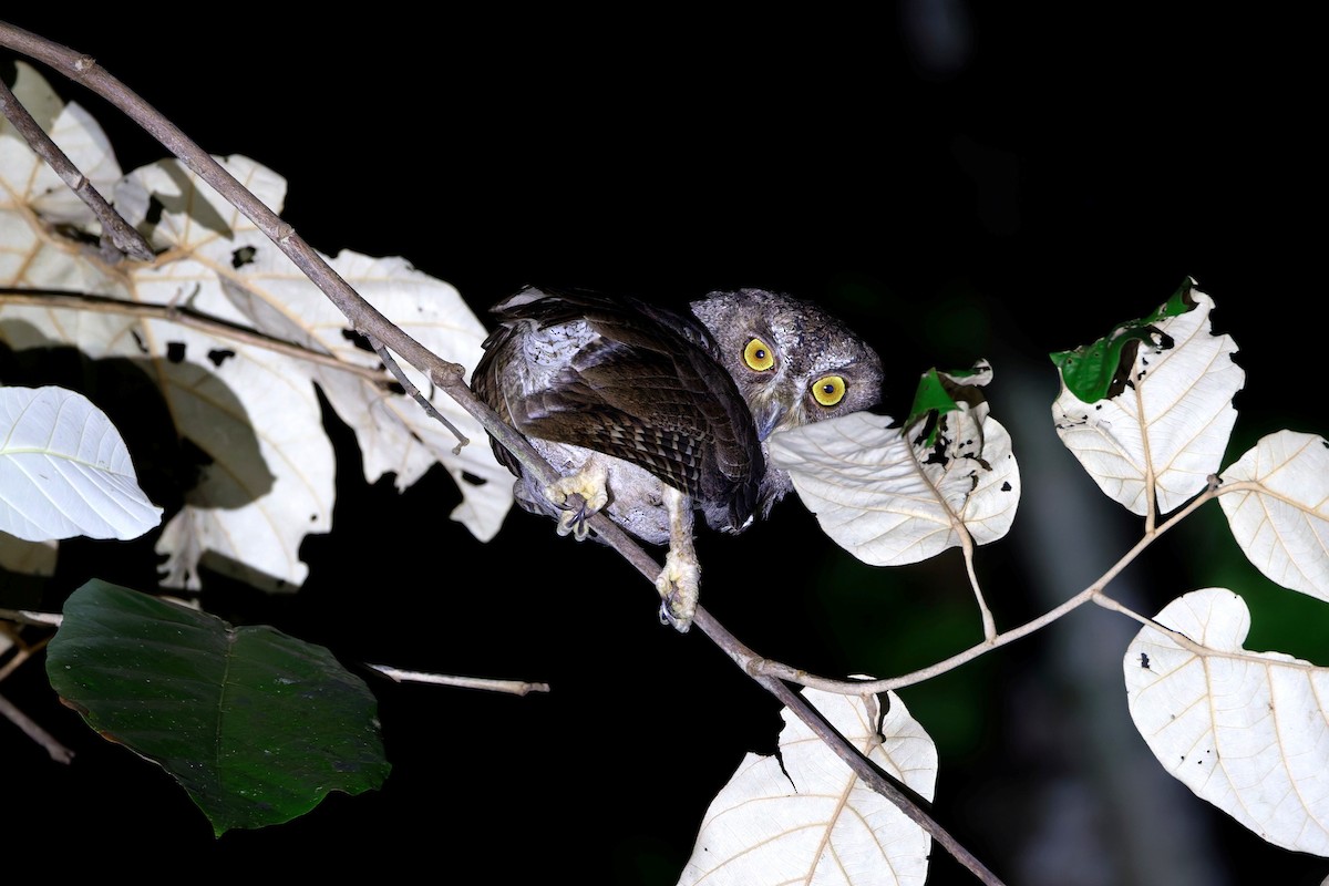 Moluccan Scops-Owl (Kalidupa) - ML644746853