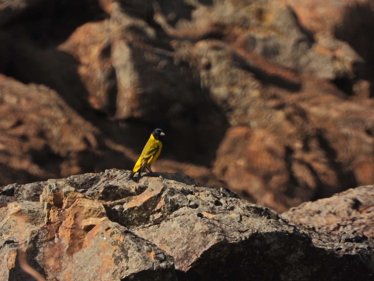 Hooded Siskin - ML644746854