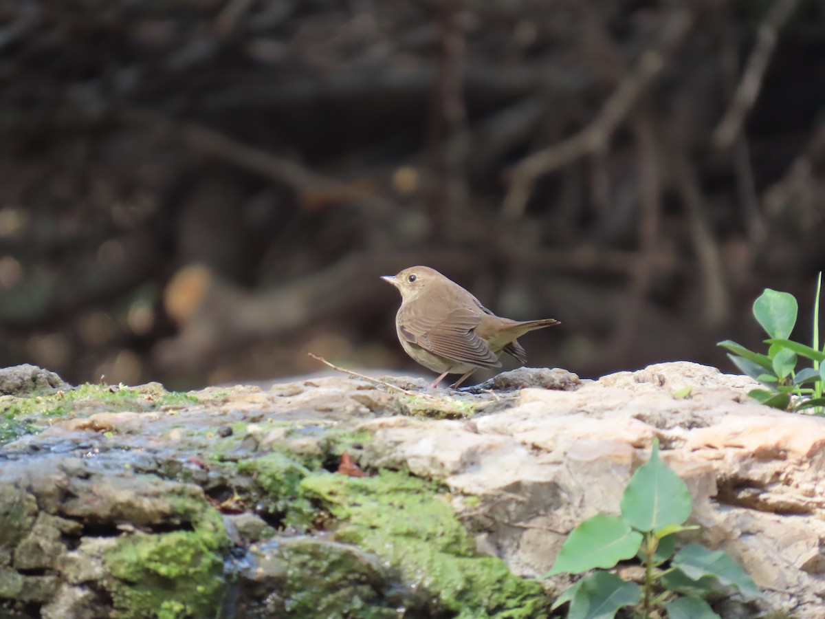 Ipar-urretxindorra - ML644746859