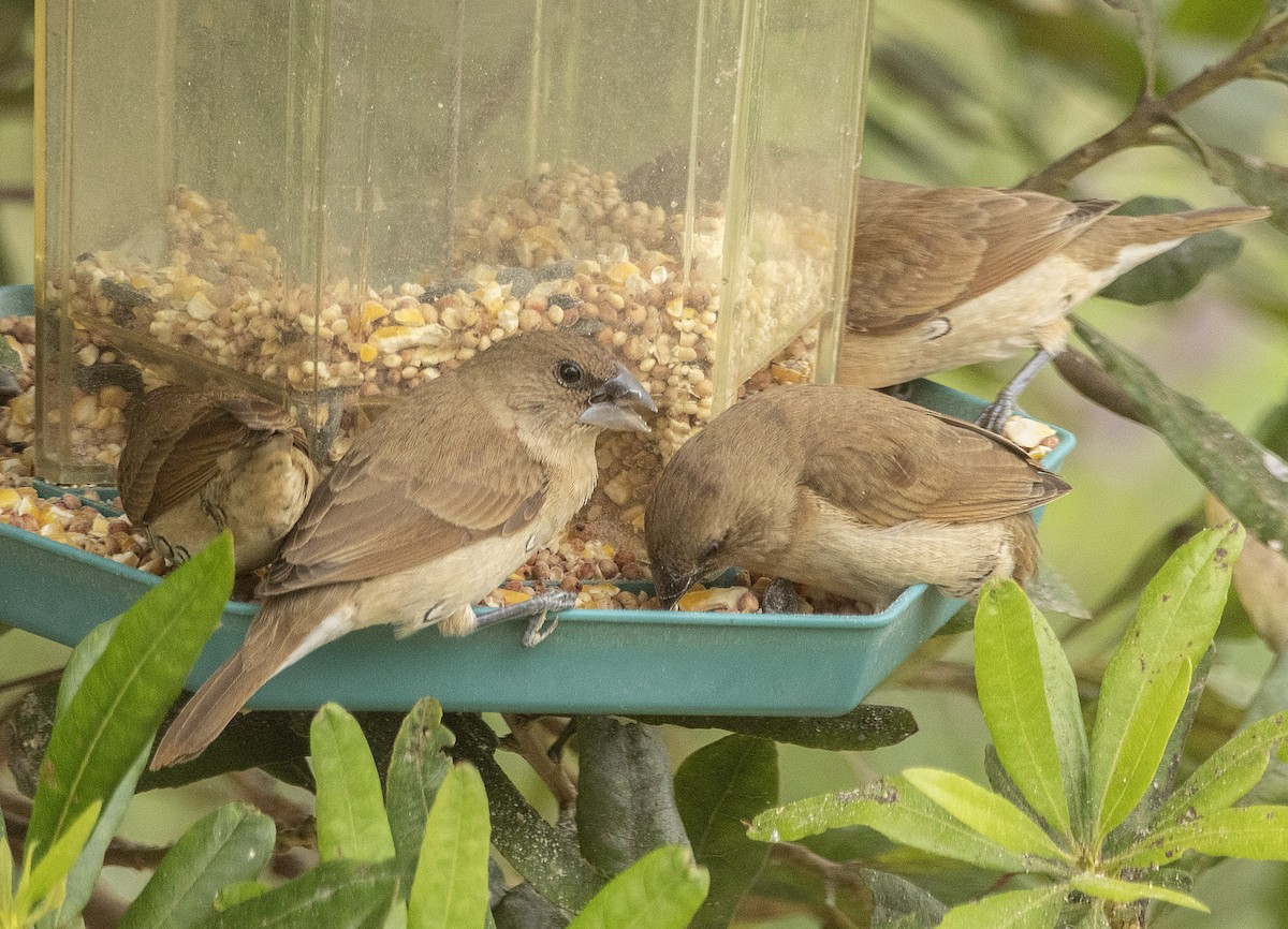 Scaly-breasted Munia - ML644746862