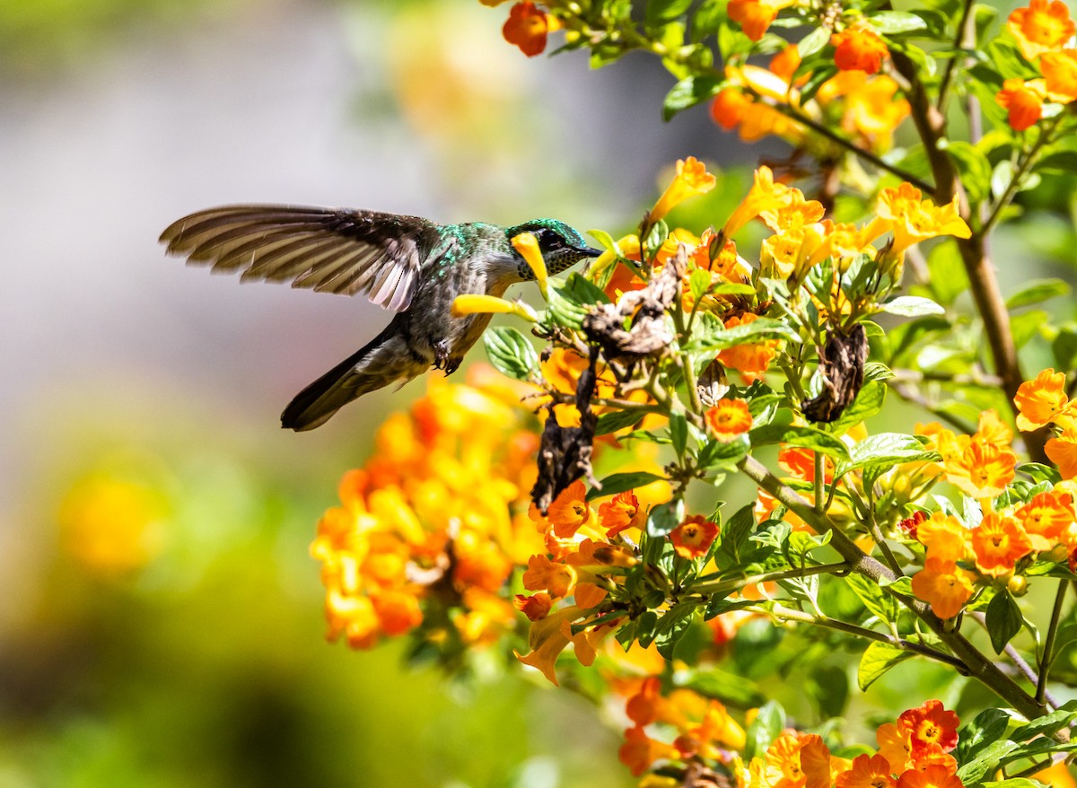 Green-throated Mountain-gem - ML644746863