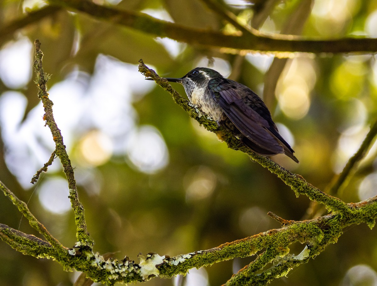 Green-throated Mountain-gem - ML644746864