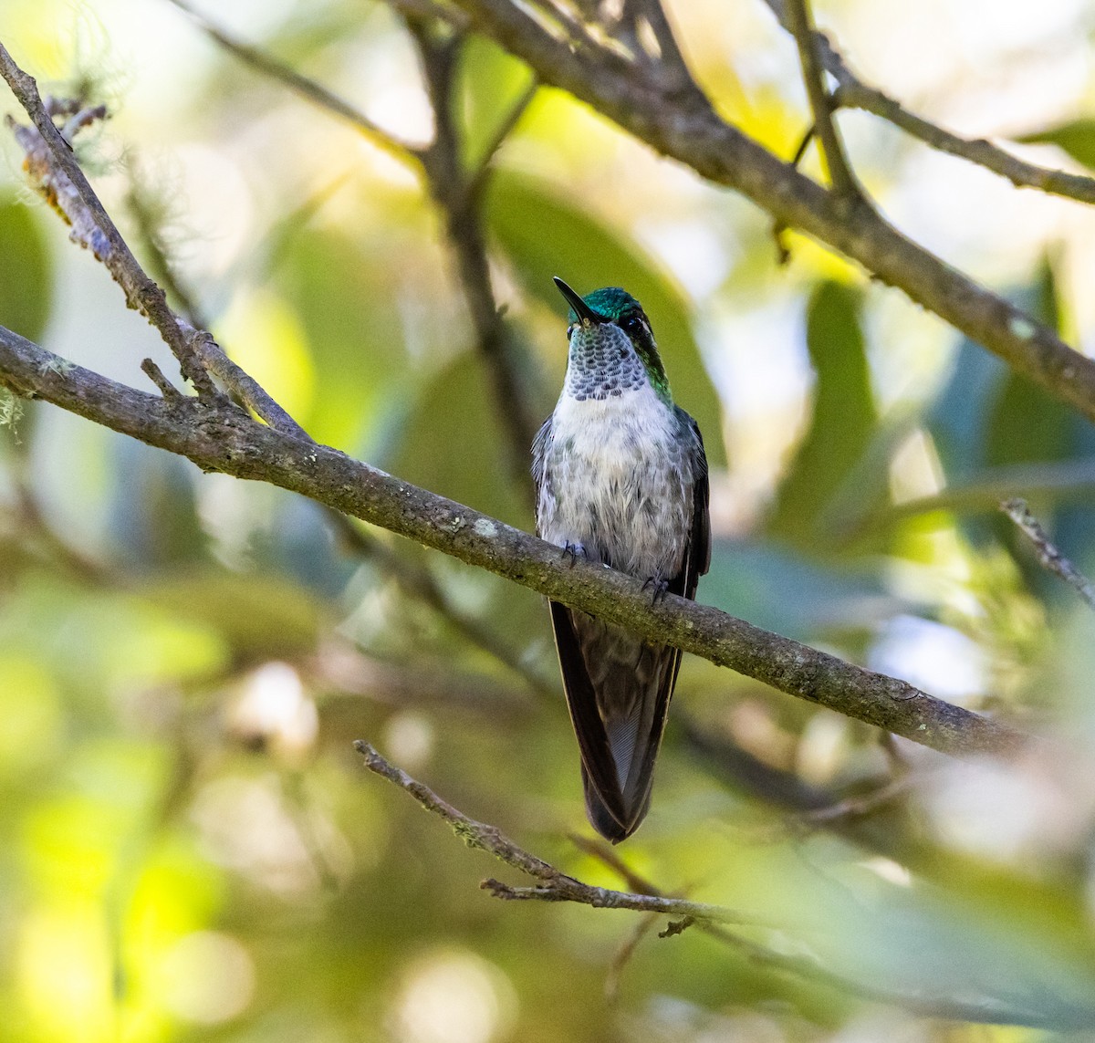 Green-throated Mountain-gem - ML644746865