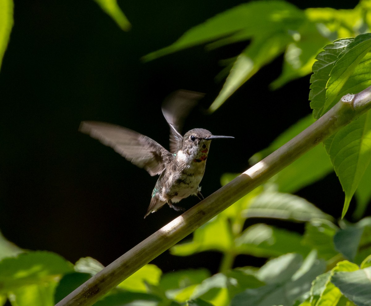 Ruby-throated Hummingbird - ML644746878