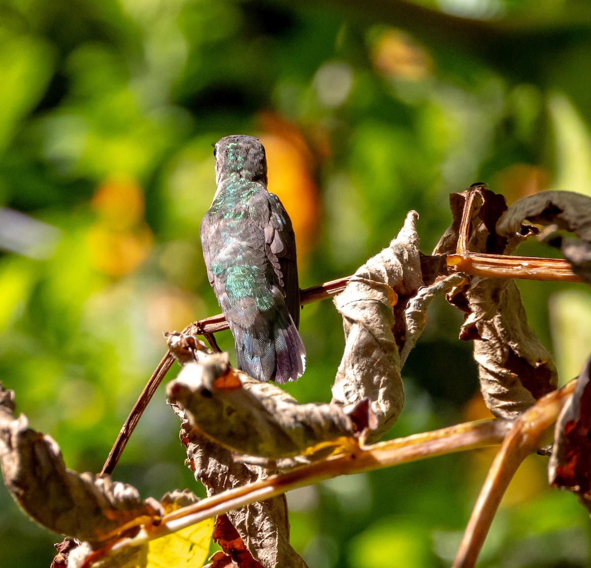 Ruby-throated Hummingbird - ML644746879