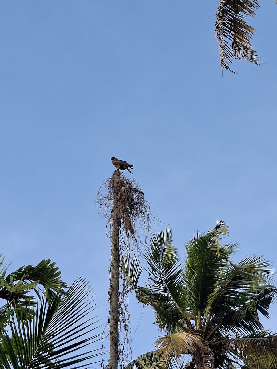 Black Kite - ML644746880