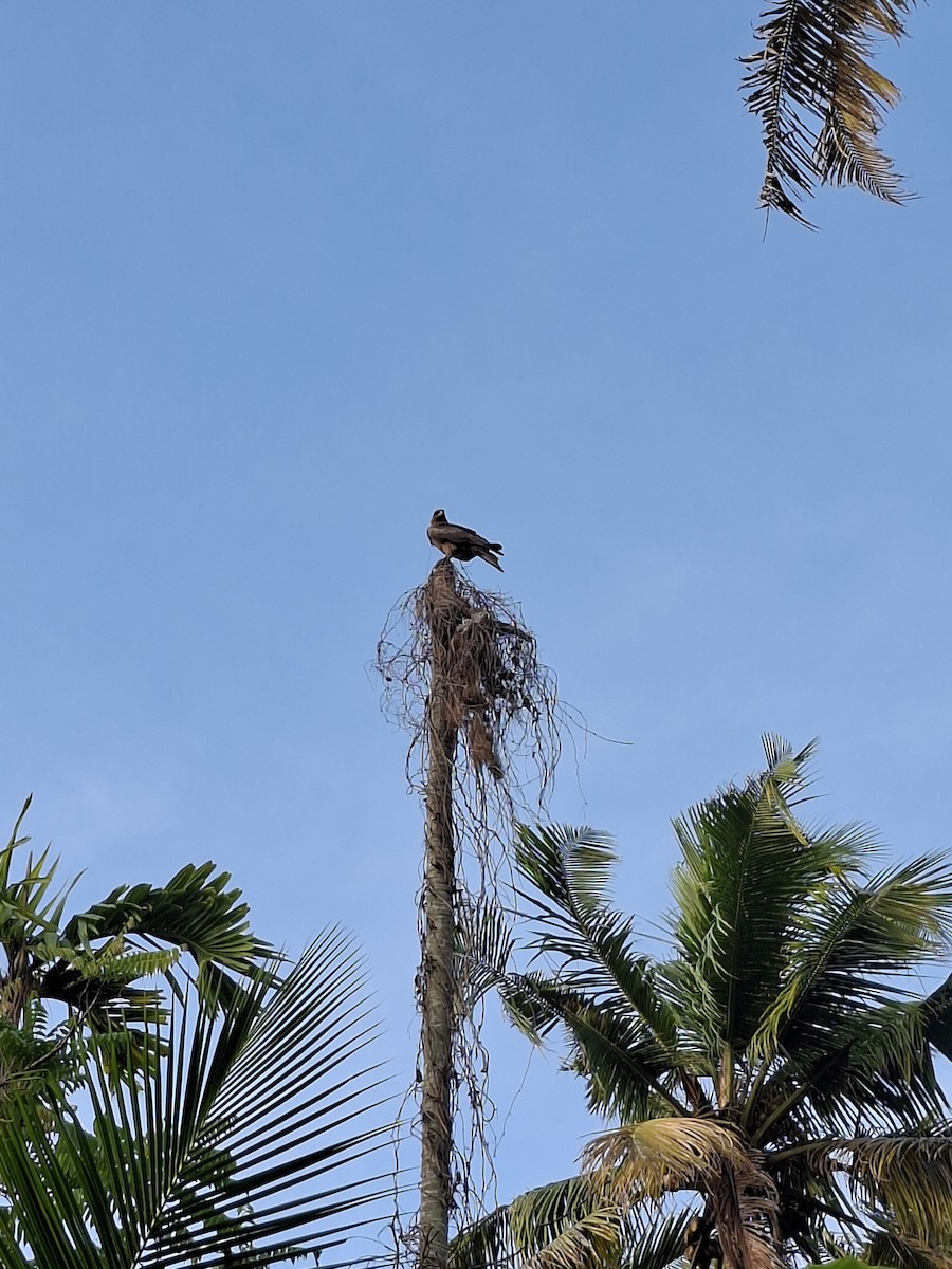 Black Kite - ML644746881