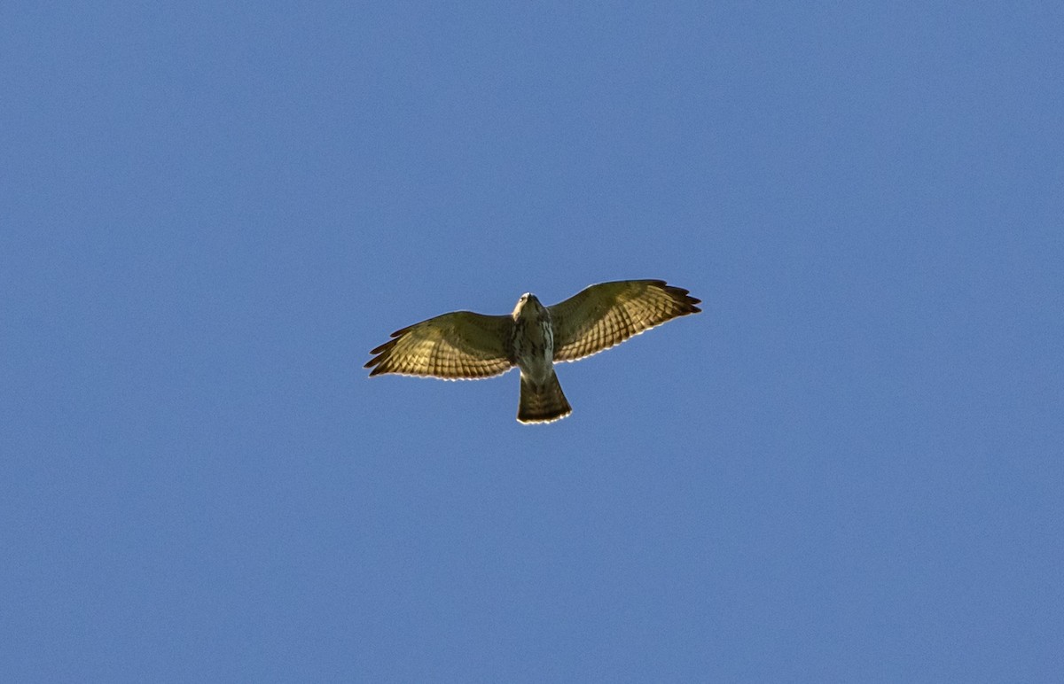 Ширококрылый канюк - ML644746882