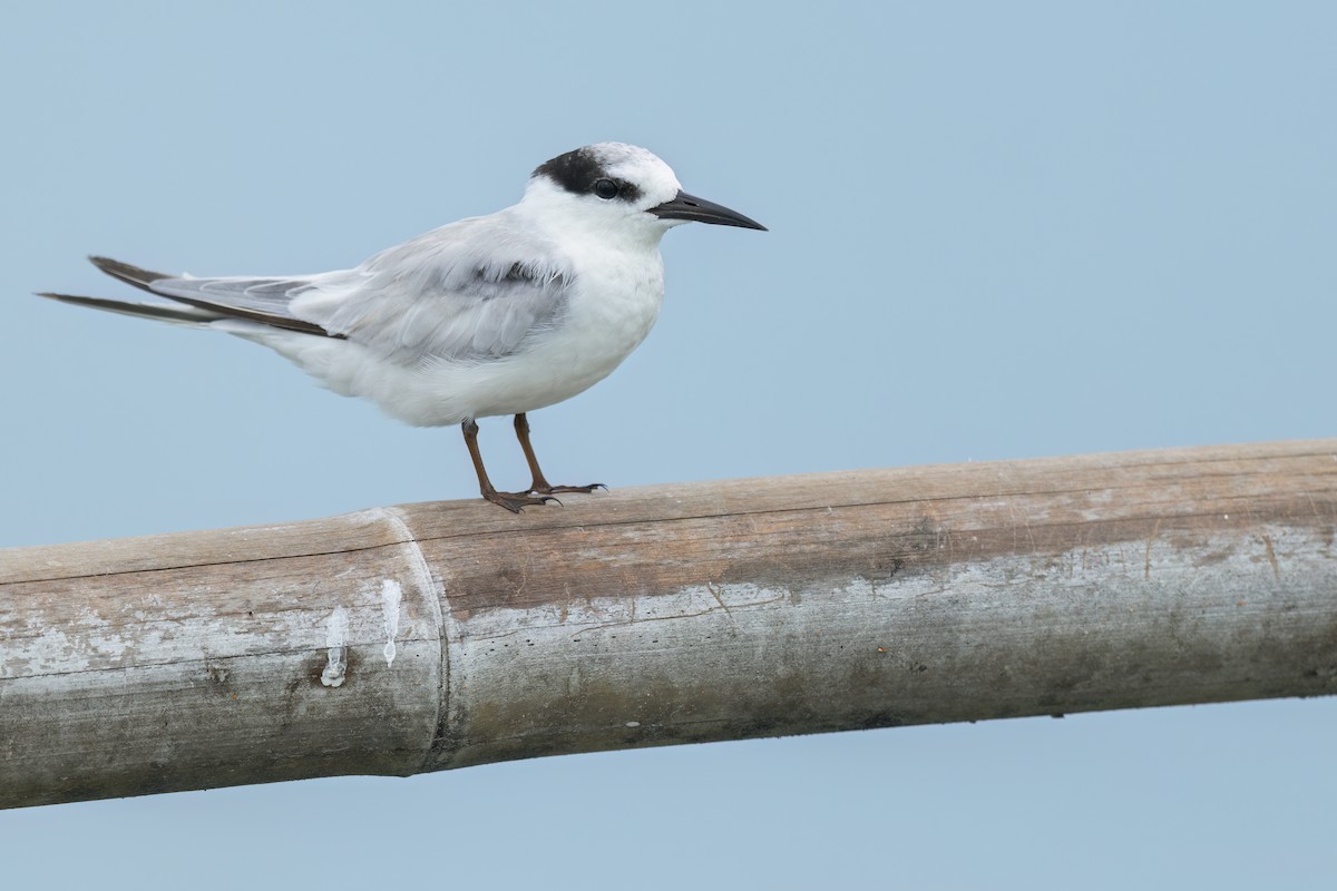 Little Tern - ML644746884