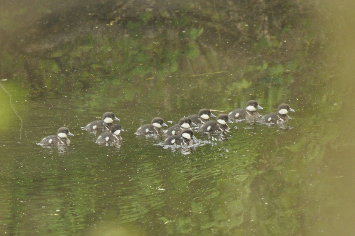 Murgilari urrebegia - ML644746887