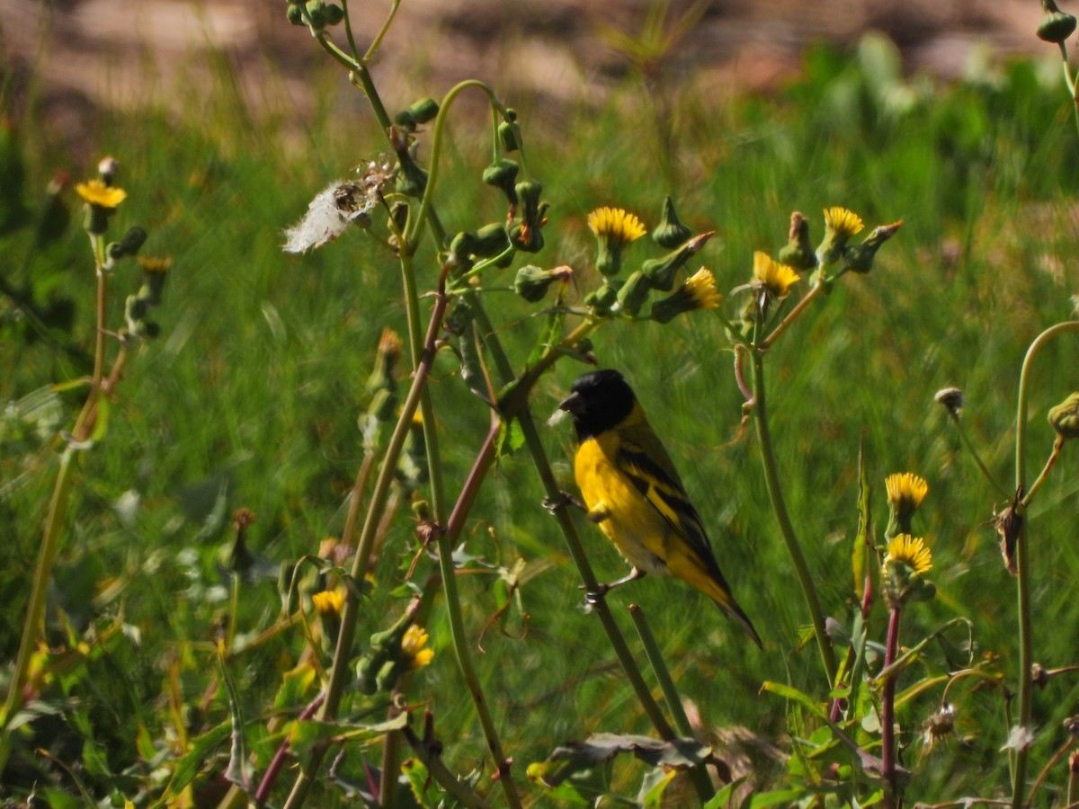 Hooded Siskin - ML644746889