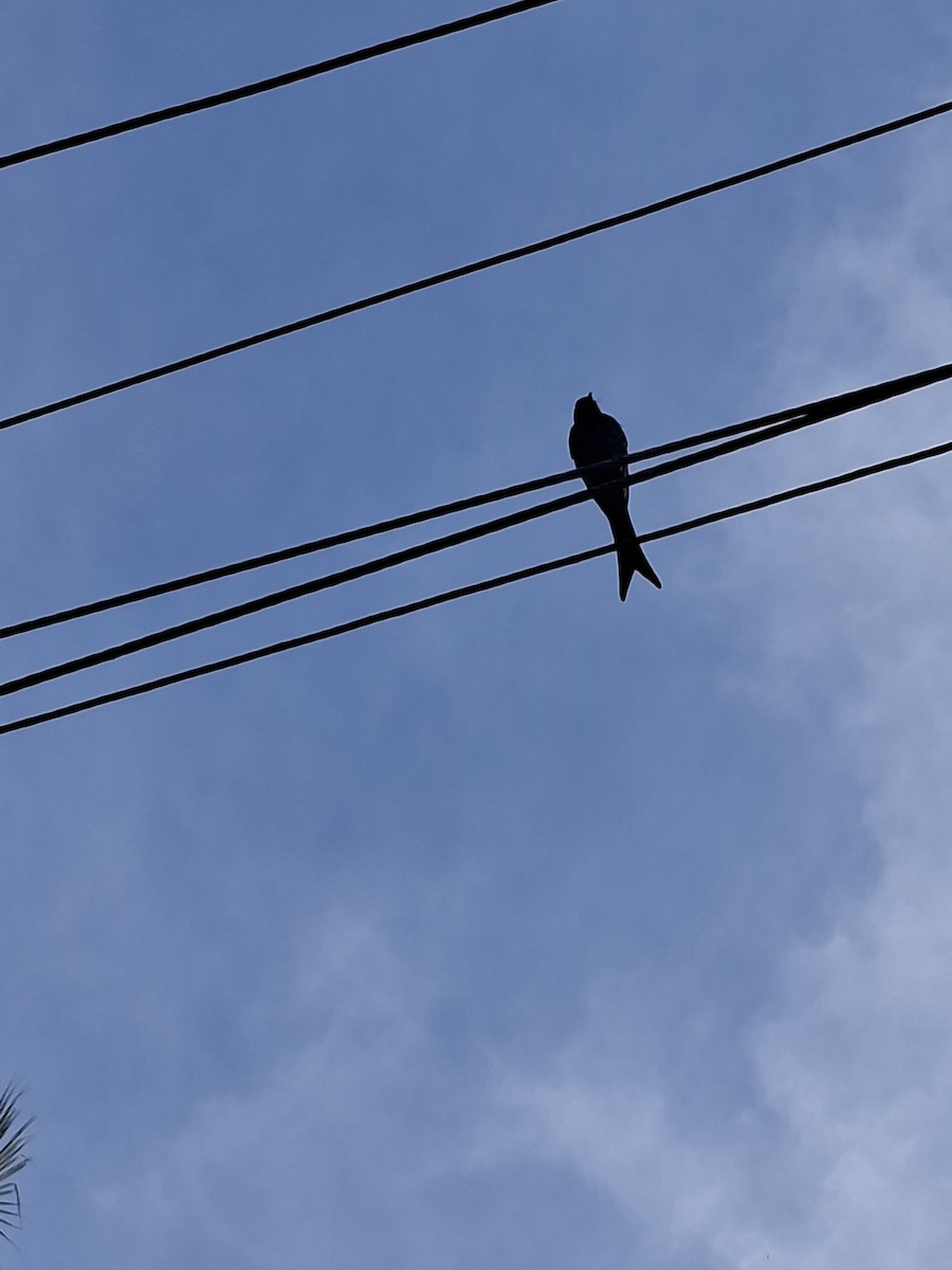 Black Drongo - ML644746890