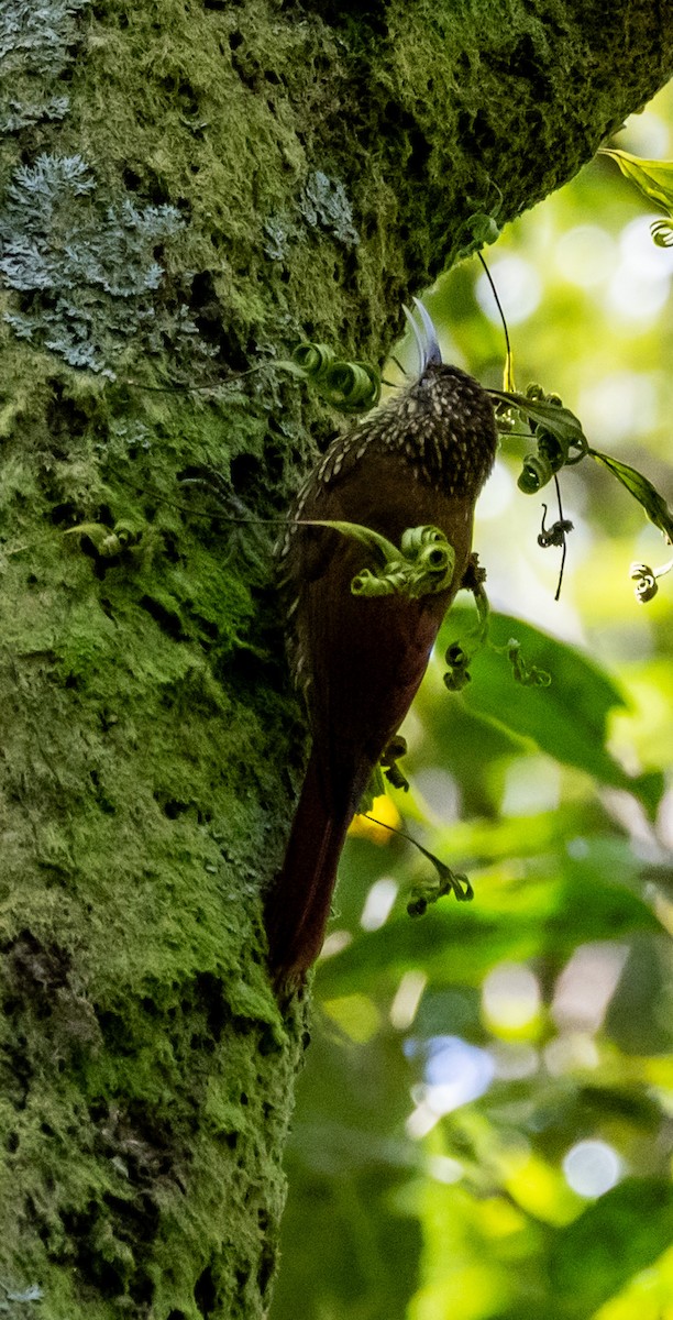 Spot-crowned Woodcreeper - ML644746891