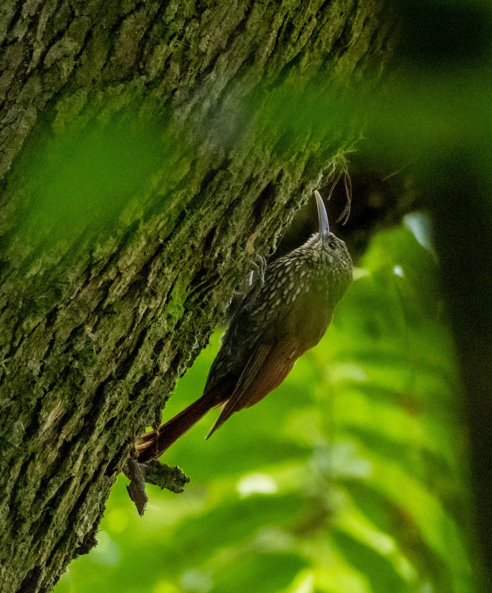 Spot-crowned Woodcreeper - ML644746892