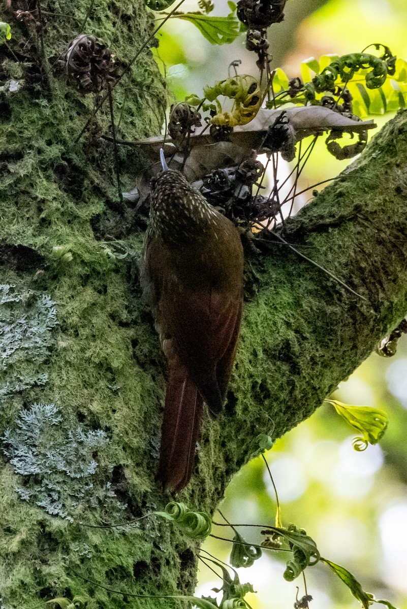 Spot-crowned Woodcreeper - ML644746893