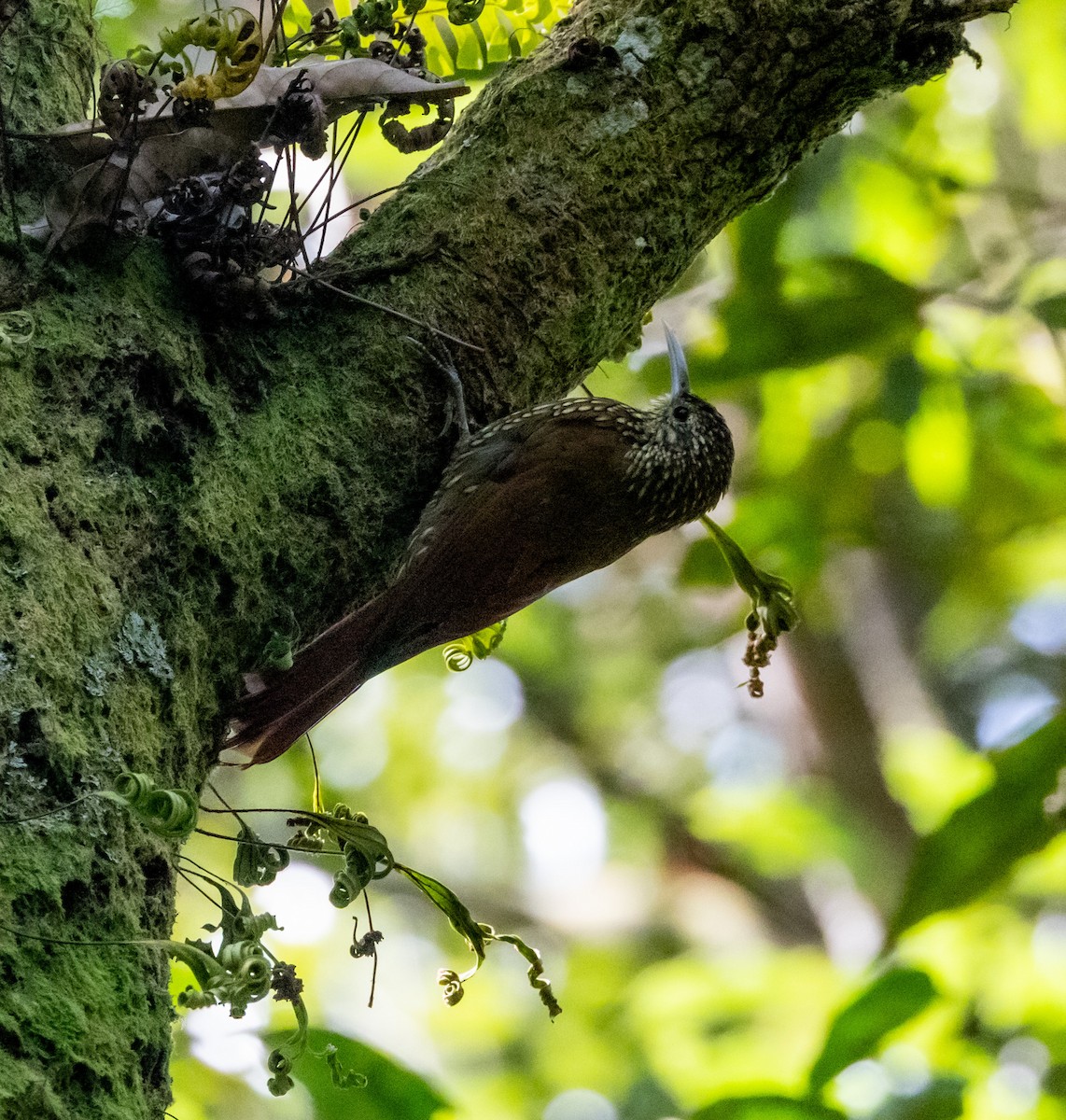 Spot-crowned Woodcreeper - ML644746895