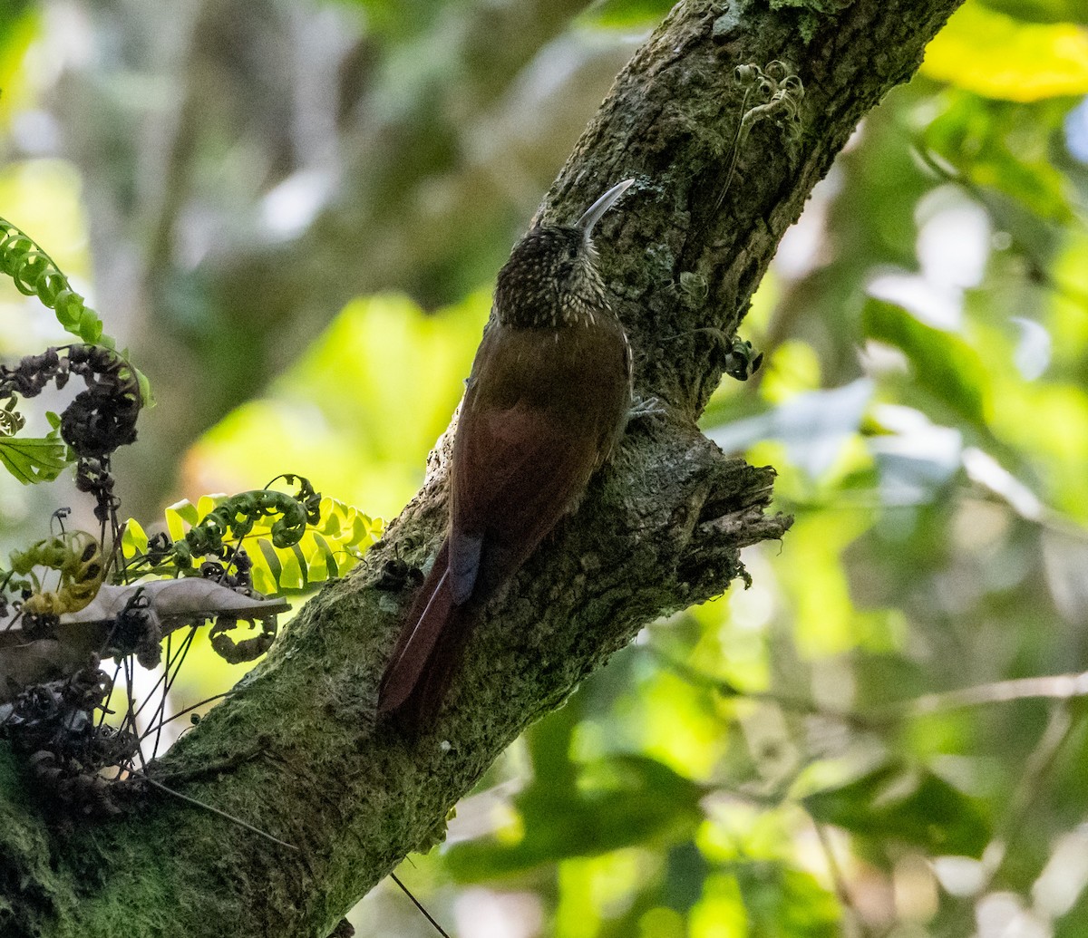 Spot-crowned Woodcreeper - ML644746896
