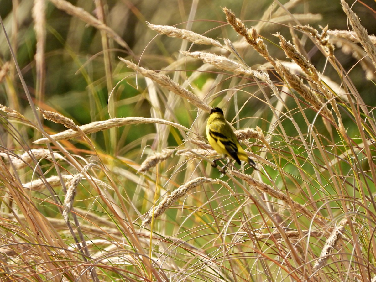 Hooded Siskin - ML644746898