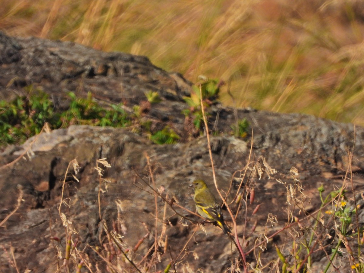 Hooded Siskin - ML644746899