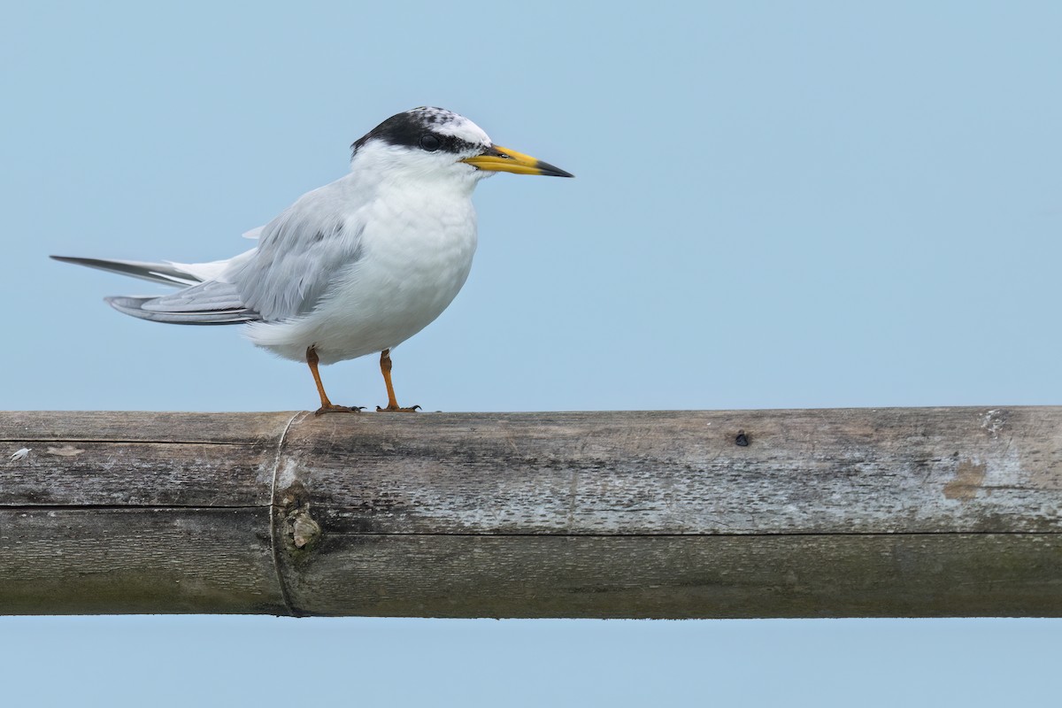 Little Tern - ML644746907