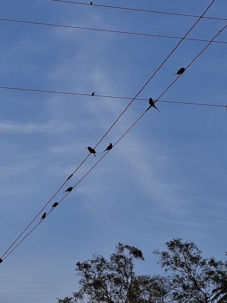 Blue-tailed Bee-eater - ML644746916