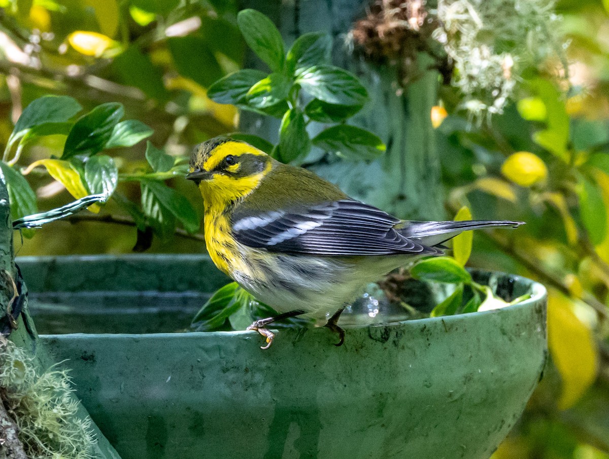 Townsend's Warbler - ML644746918