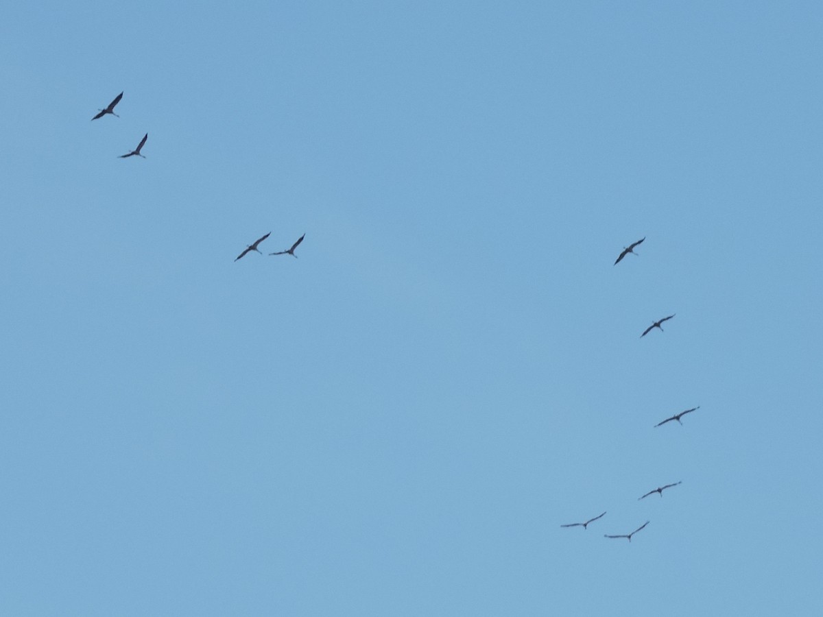 Common Crane - ML644746929