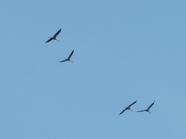 Common Crane - ML644746930