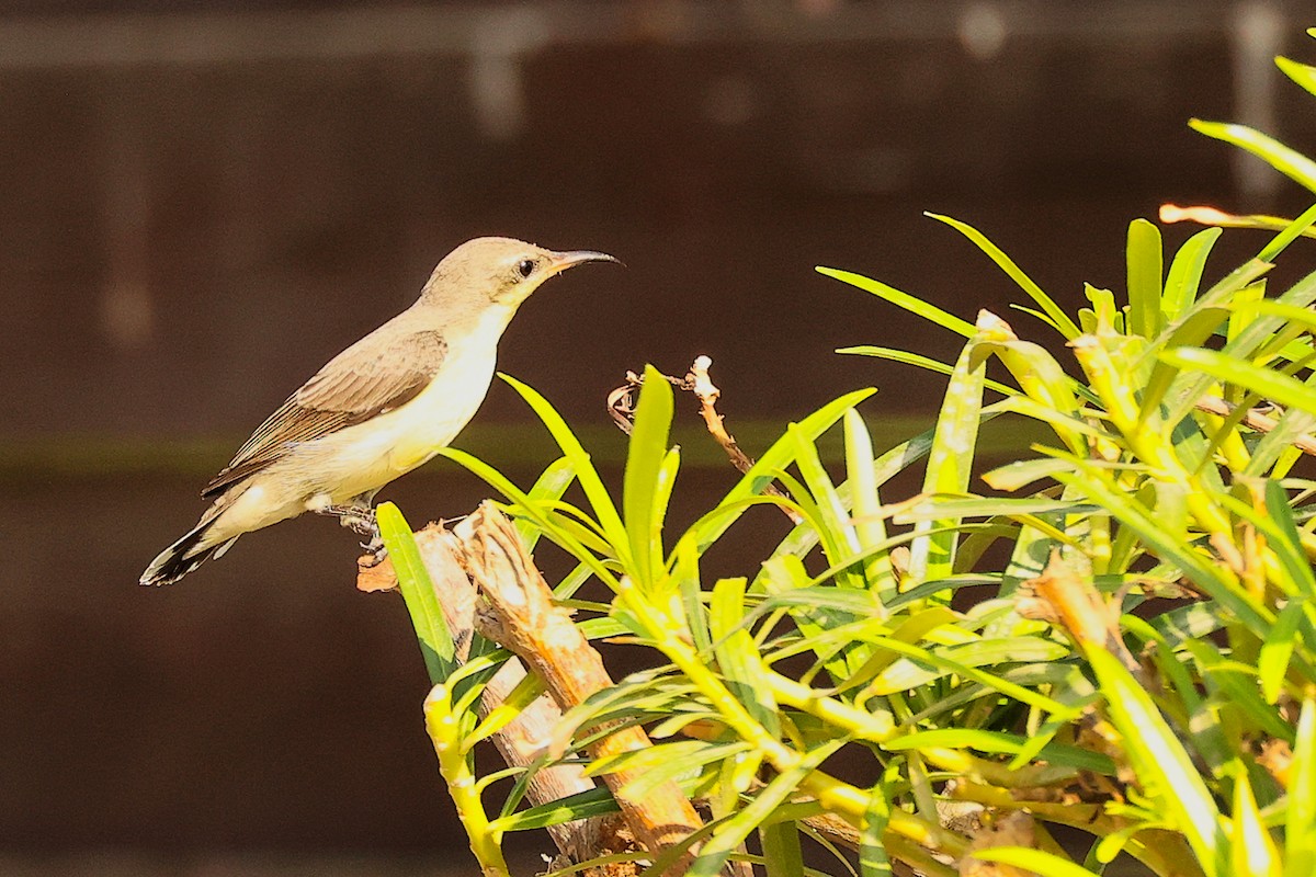 Souimanga asiatique - ML644746933