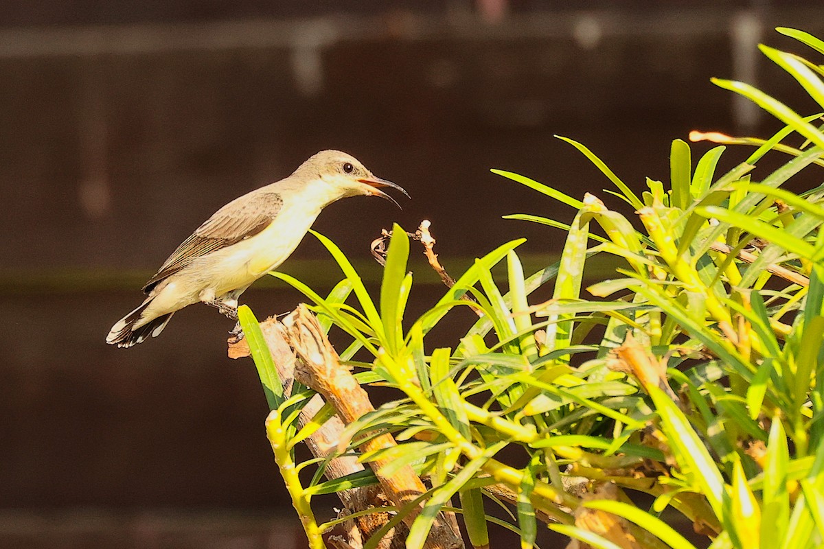 Souimanga asiatique - ML644746934