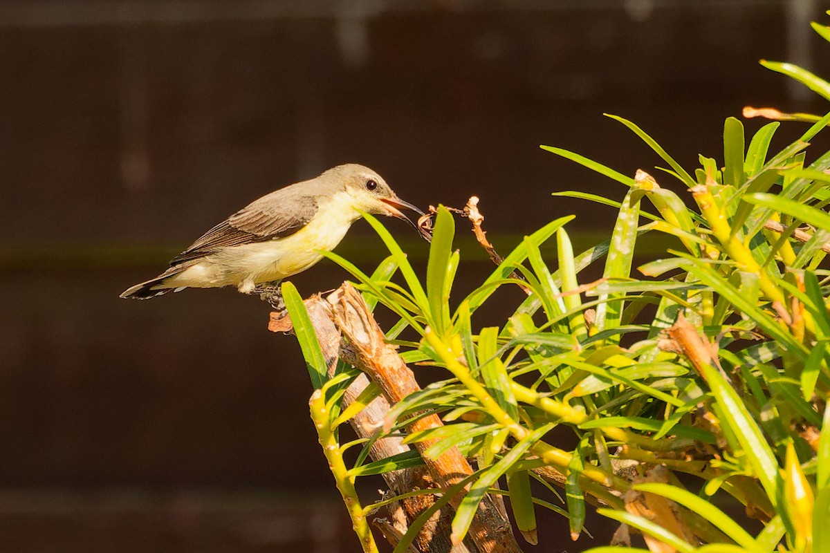 Souimanga asiatique - ML644746935