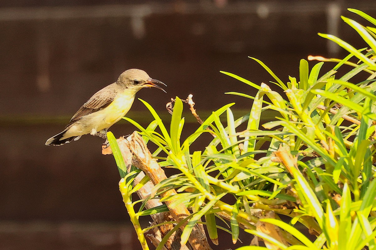 Souimanga asiatique - ML644746936