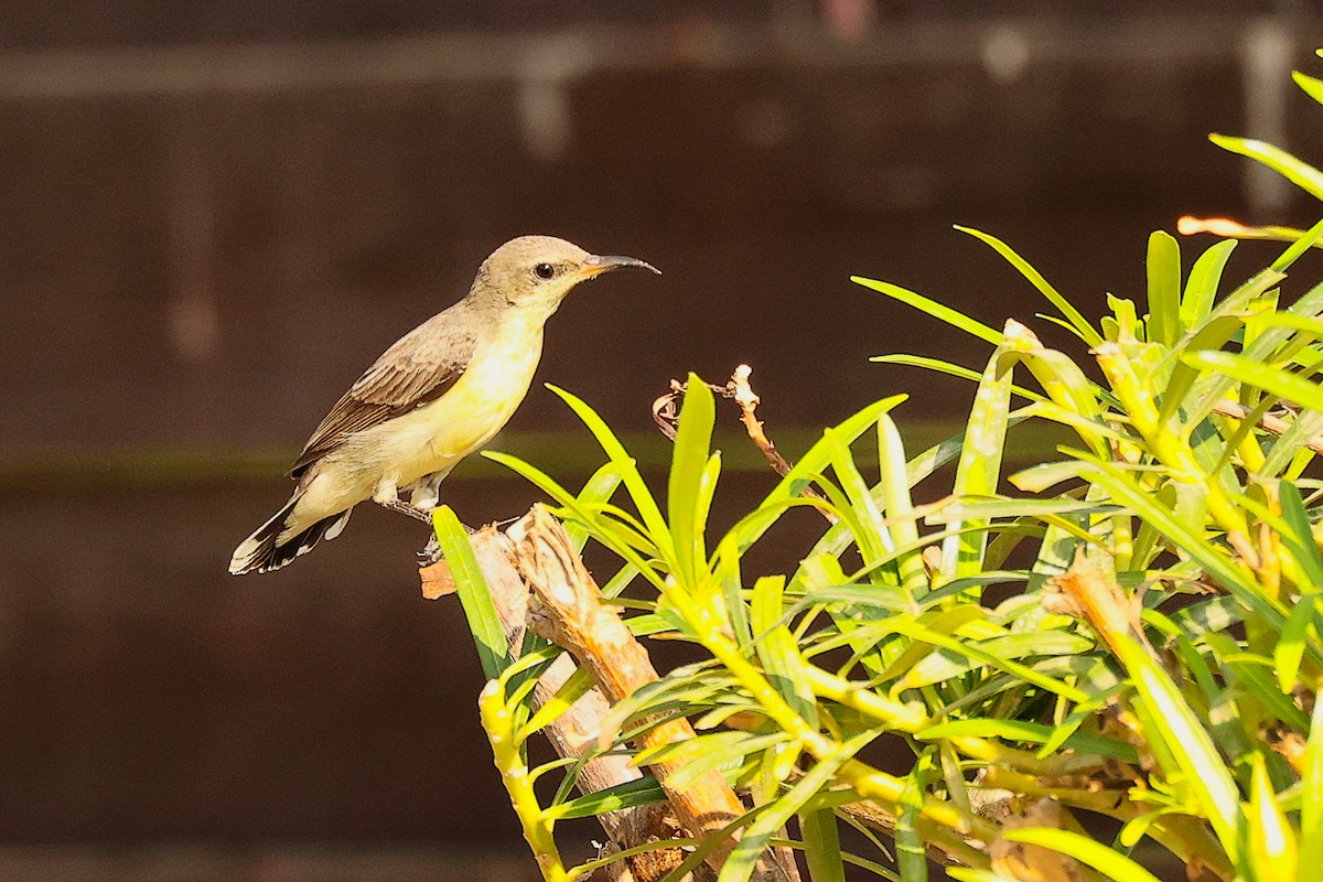 Souimanga asiatique - ML644746937