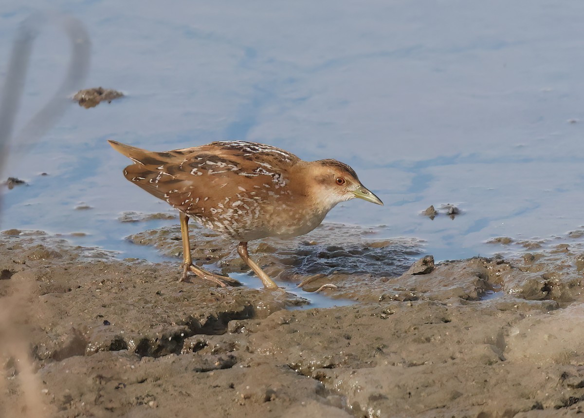 Baillon's Crake - ML644746940