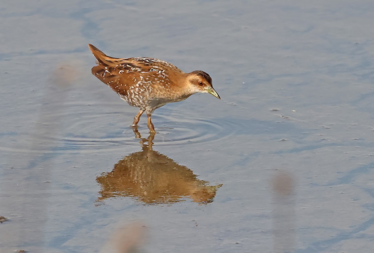 Baillon's Crake - ML644746941