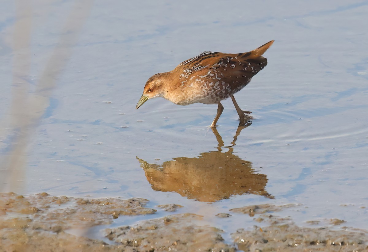Baillon's Crake - ML644746942