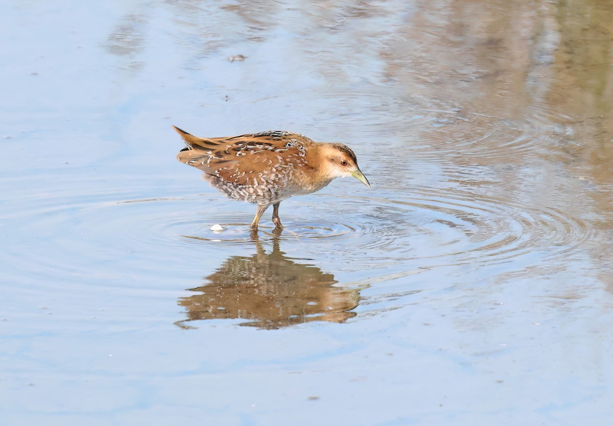 Baillon's Crake - ML644746943