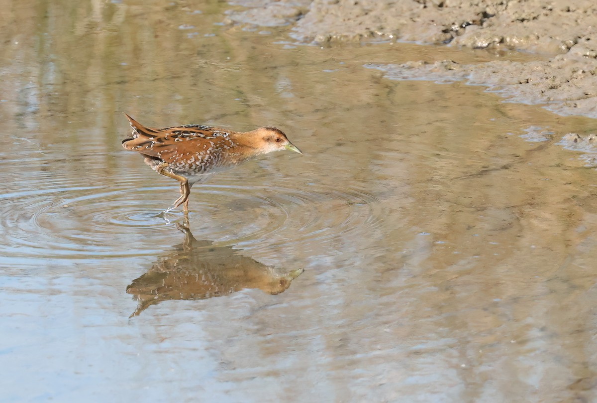 Baillon's Crake - ML644746944