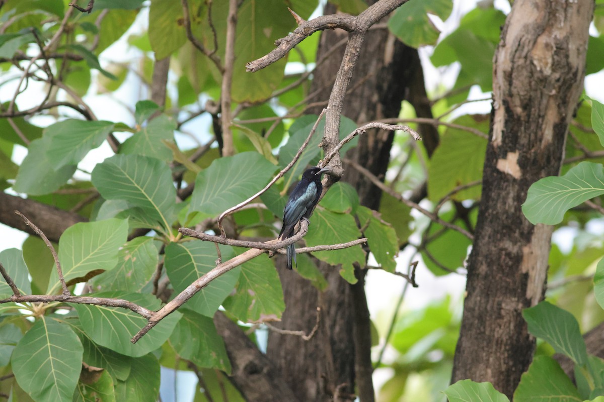 髮冠卷尾 - ML644746945