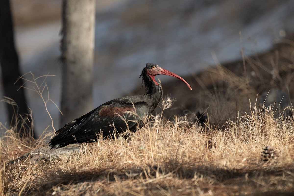 Northern Bald Ibis - ML644746946