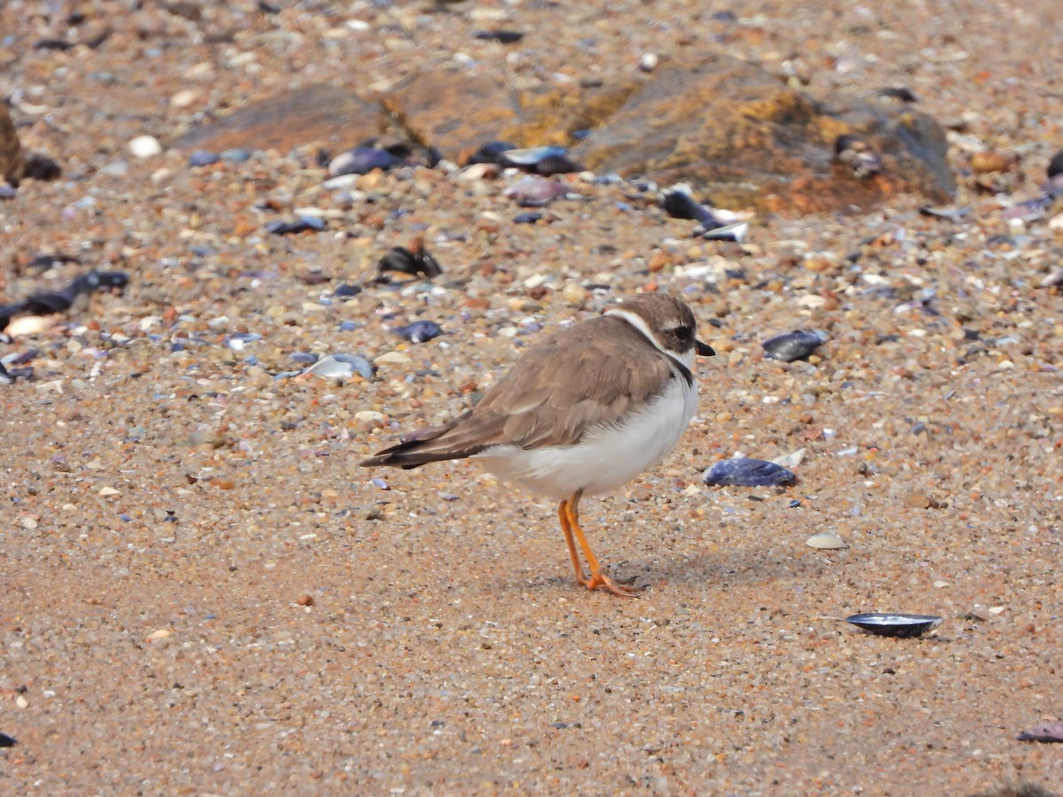 Semipalmated Plover - ML644746950