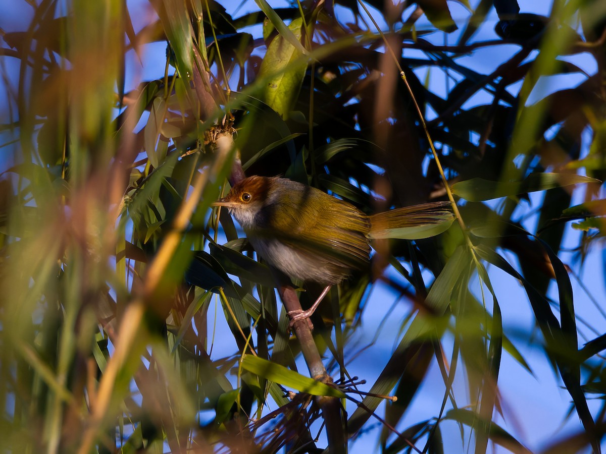 Visayan Tailorbird - ML644746954