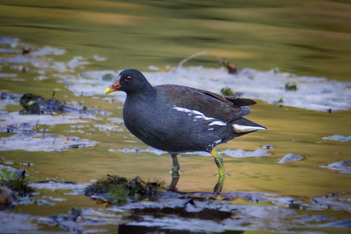 Eurasian Moorhen - ML644746956